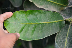 Semecarpus anacardium